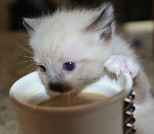 kitten coffee cat