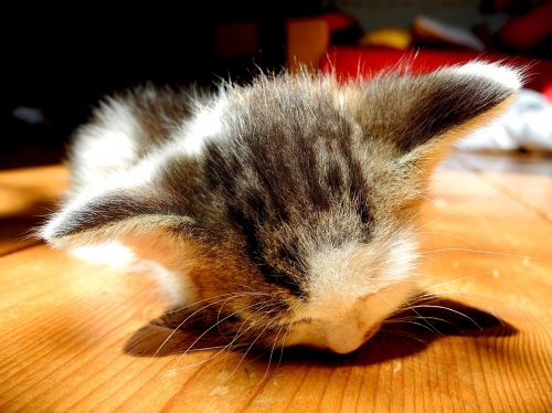 kitten dormant sleep