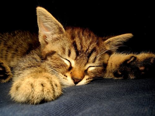kitten cat dormant