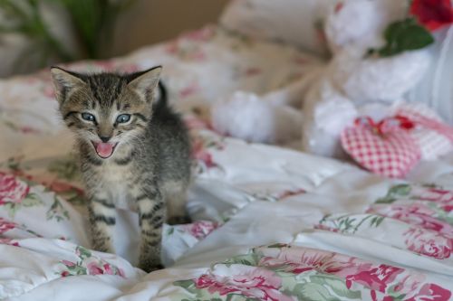 kitten newborn cat