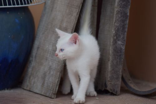 kitten white kitten white cat