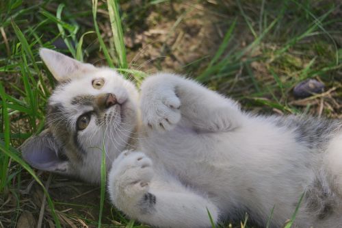 kitten cat tomcat