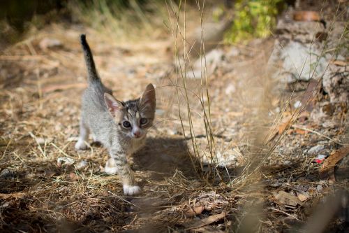 kitten cat animals