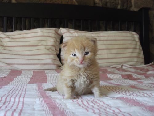 kitten cute cat