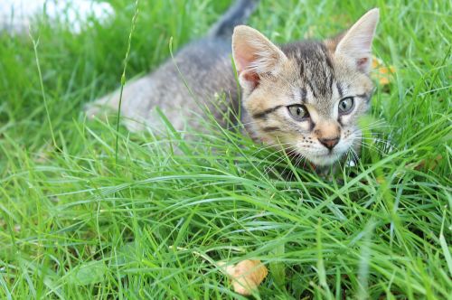 kitten hunter cat