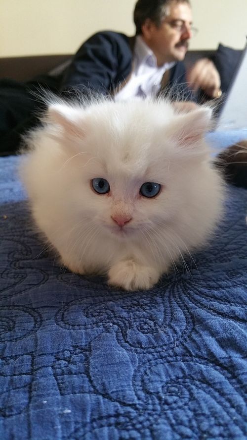 kitten feline white