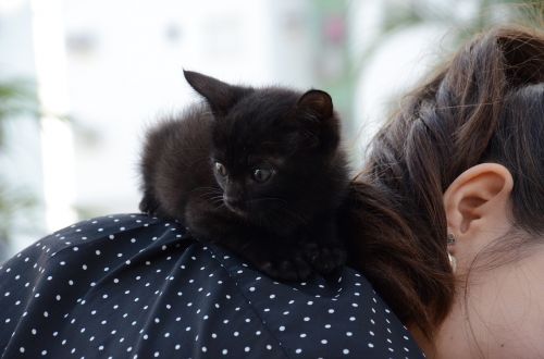 kitten cat on shoulder black cat