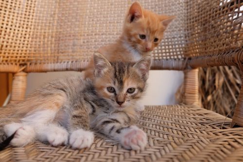 kitten cute pets