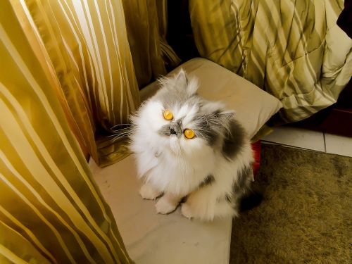 kitten cat persian