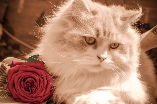 kitten cat rose