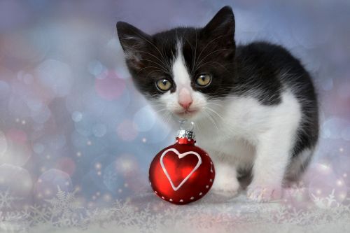 kitten grey heart