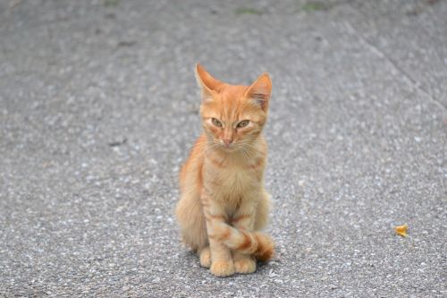 kitten orange cat