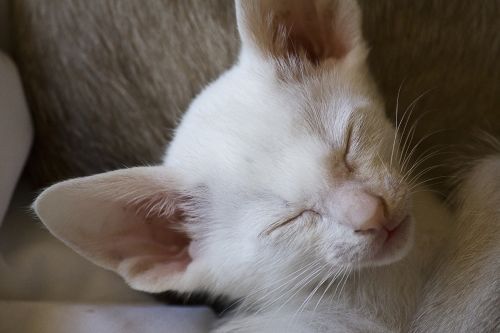 kitten white pet