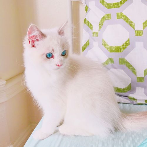 kitten cat ragdoll