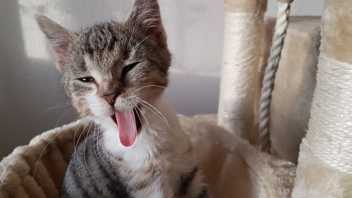 kitten yawning cat cat tongue