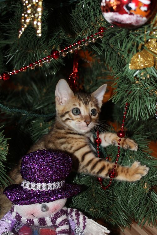kitten new year's eve christmas
