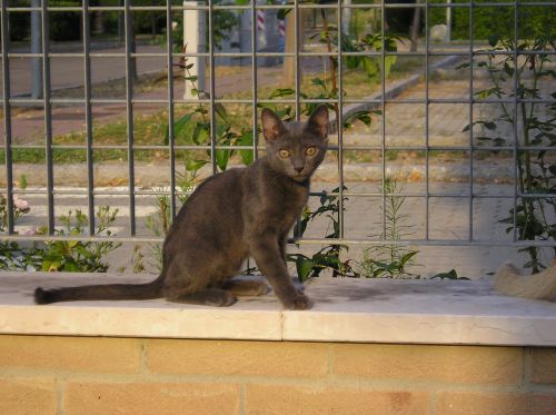 kitten gray cat cat slender