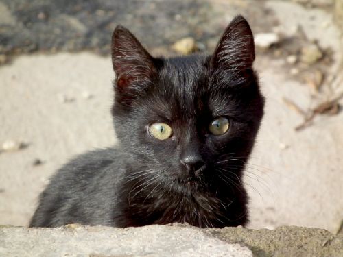kitten cat black