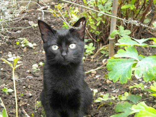 kitten black garden