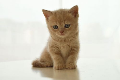 kitten british cat pet