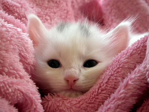 kitten cat fluffy cat