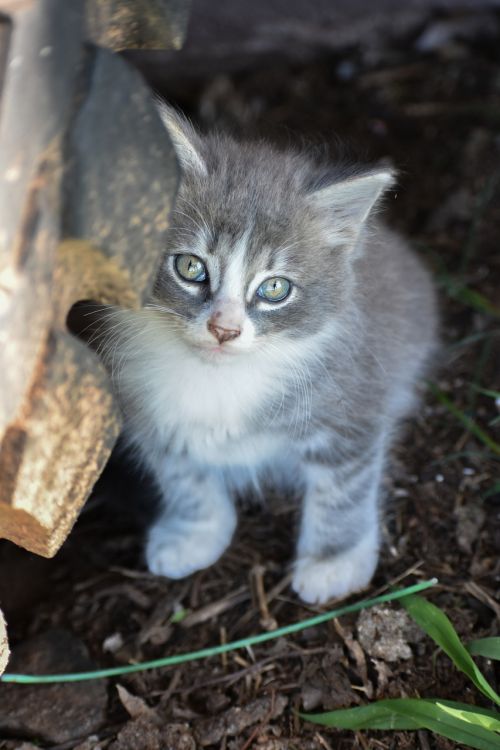 kitten grey kitten tabby