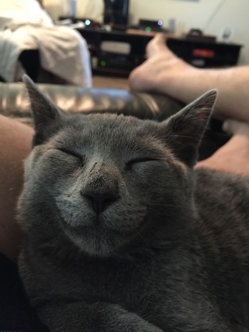 kitten smiling cute