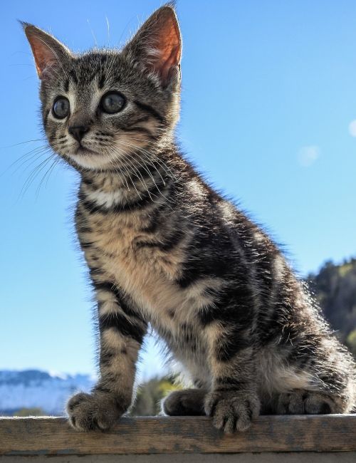 kitten sun cat