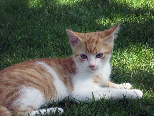 kitten cat tomcat