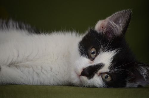 kitten black and white tired