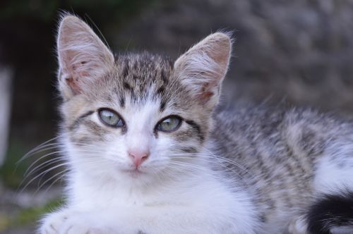 kitten cat cat eyes