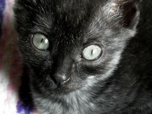 kitten cat cat eyes