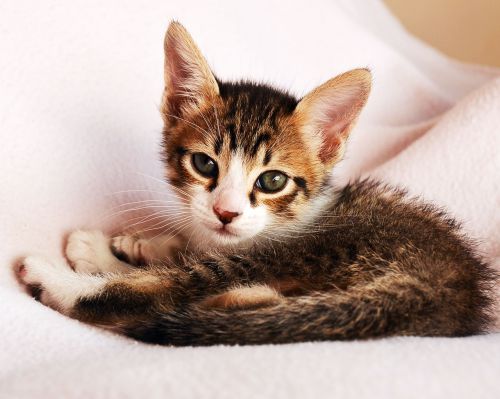 kitten feline look cute