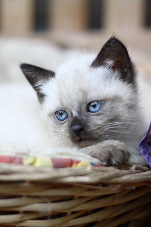 kitten siamese animals