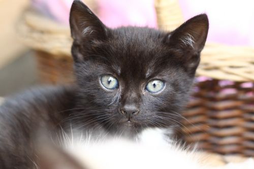 kitten black feline