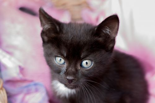 kitten black feline