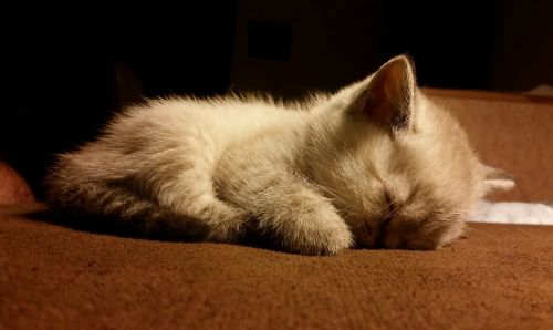 kitten cat white cat