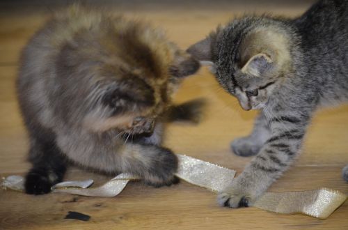 kitten play curiosity