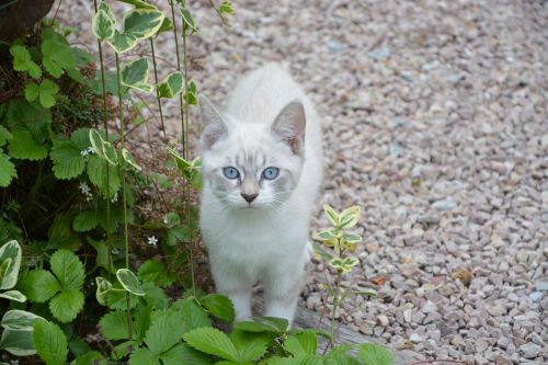kitten look blue eyes