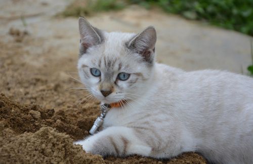 kitten blue eyes look