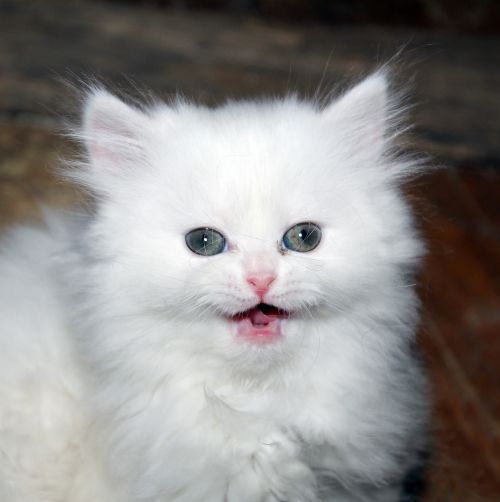 kitten cat white kitten