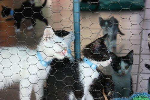 kitten kennel cats