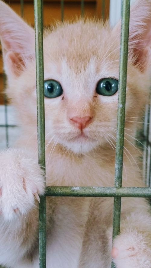 kitten cat blue eyes