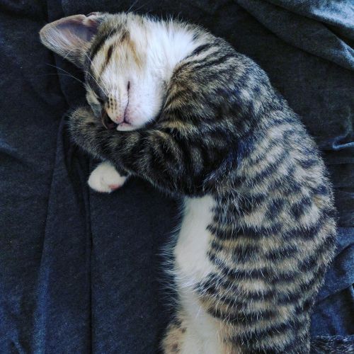 kitten sleeping cat
