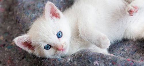 kitten cute white