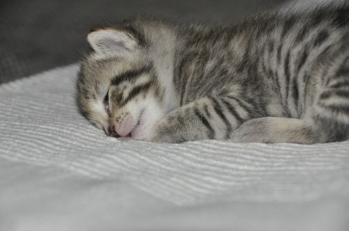 kitten young animal cat