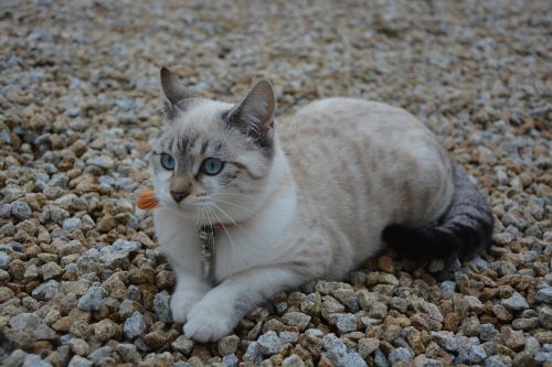 kitten cat female