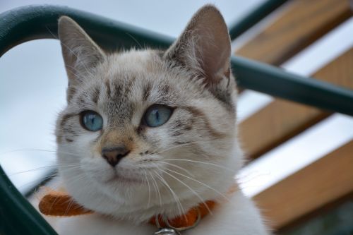 kitten blue eyes cat eyes