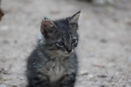 kitten cat white