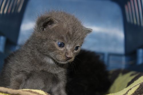 kitten baby grey